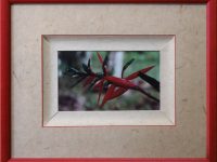 Encadrement  rouge photo oiseaux paradis SIGOILLOT Simone L39 H32