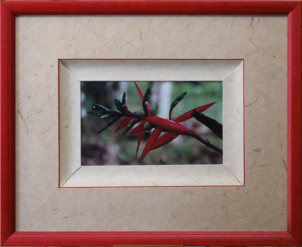 Encadrement  rouge photo oiseaux paradis SIGOILLOT Simone L39 H32