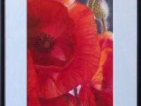 Coquelicot pastel MORY Christiane L30 H40