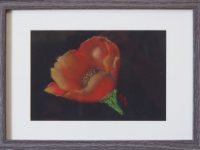 coquelicot fond noir cadre bois gris Atelier Gourville Michèle L32 H23