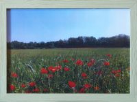 photo coquelicot anonyme  L33 H24