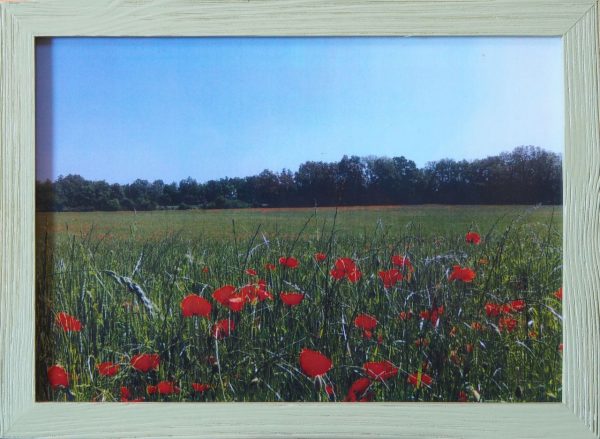 photo coquelicot anonyme  L33 H24