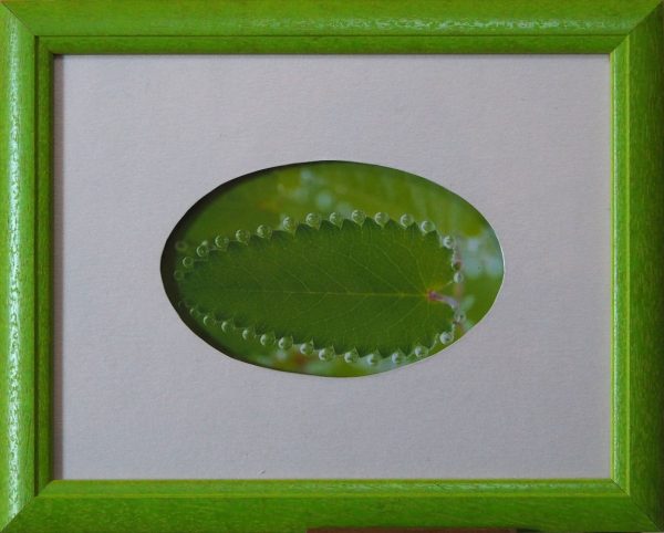 Photo feuille encadrement vert VINET  L28 H23