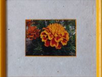 Œillets d'Inde MONTIGAUD Claudette L29 H25