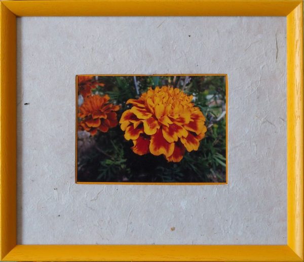 Œillets d'Inde MONTIGAUD Claudette L29 H25