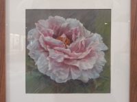 Aquarelle pivoine MAURY Christiane L50 H60