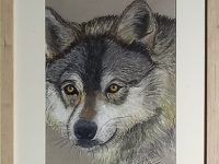 Loup encadré PINTARELLI Stéphane L33 H43